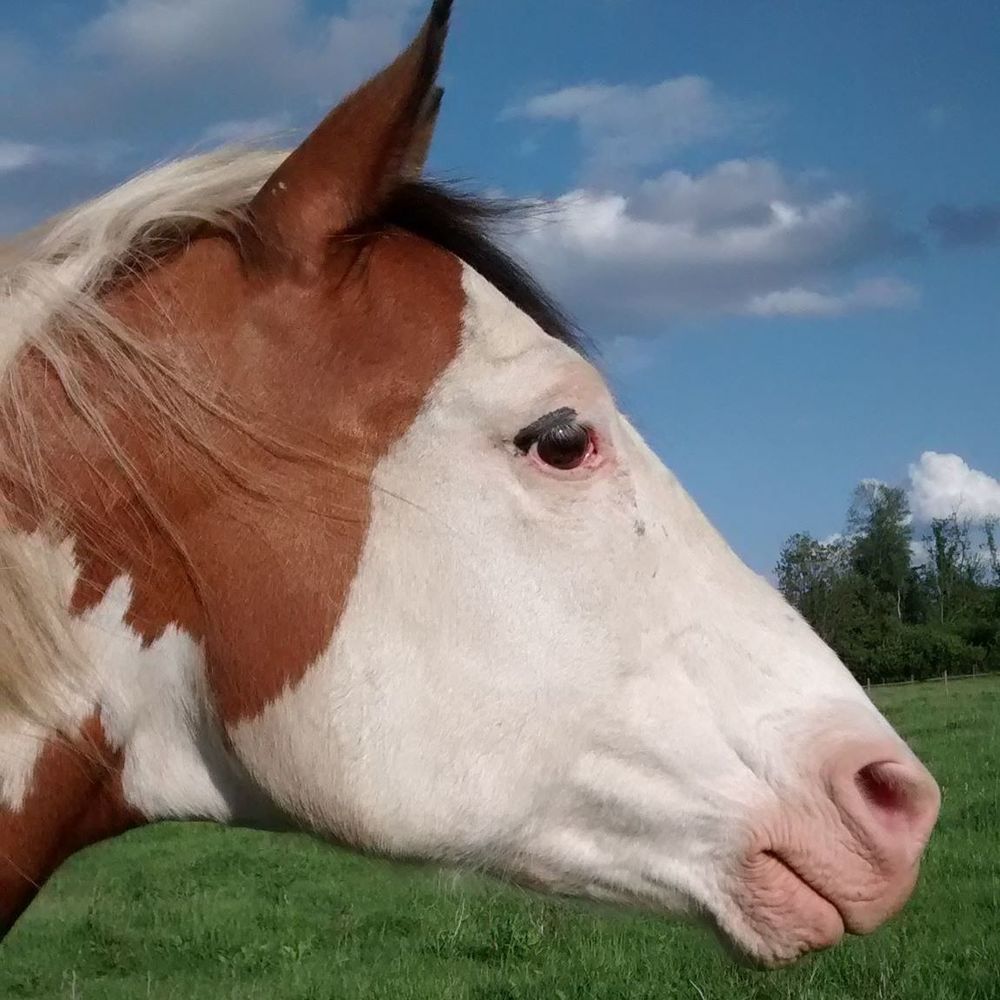 Meet your Posher, Jr.